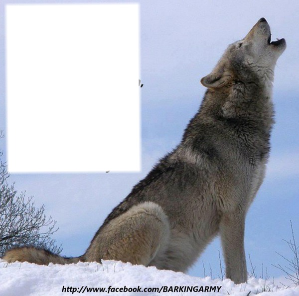 wolf Fotomontage