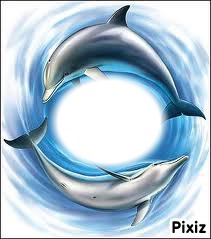 danse des dauphins Fotomontagem