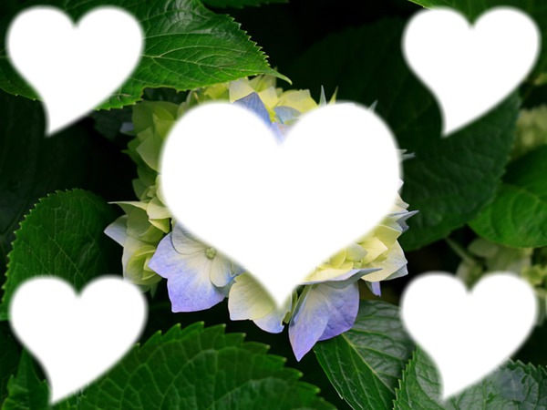 la fleur est cette amour qui nous unis フォトモンタージュ