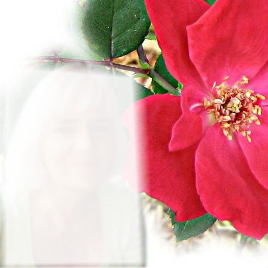 Rose Fotomontasje