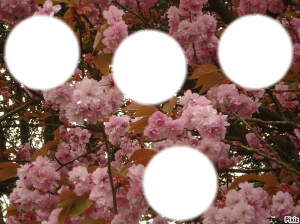 arbre rose Montaje fotografico