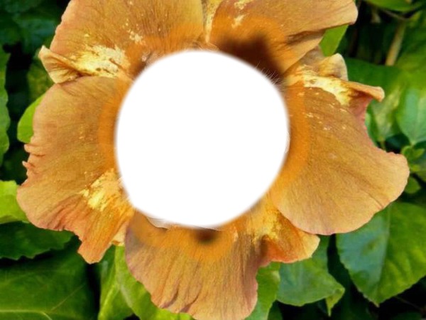 fleur jaune Fotomontagem