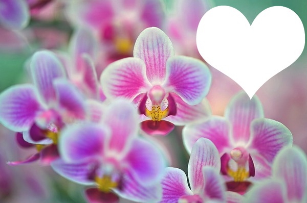 orchidée Fotomontaż