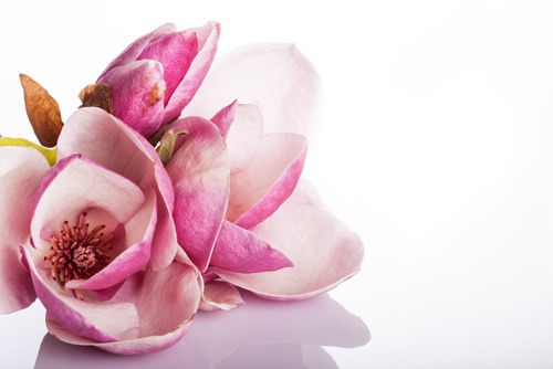 magnolia Photomontage