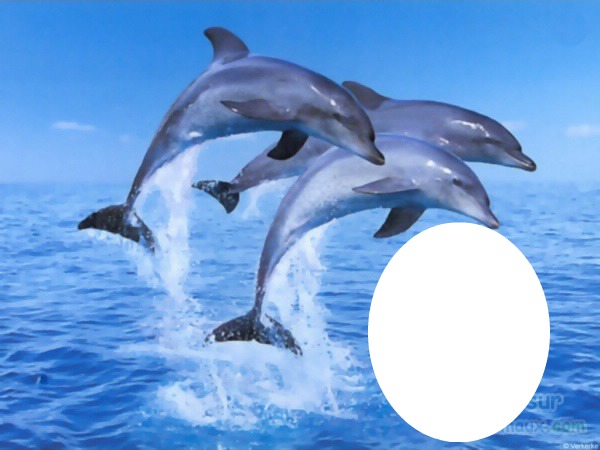dauphins 2 Photo frame effect
