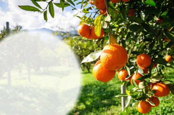 oranges Fotomontasje