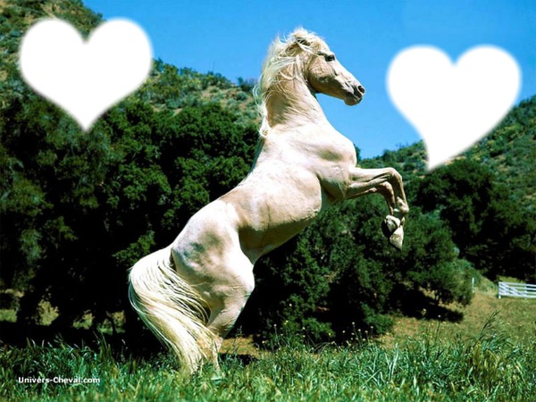 coeur cheval Montage photo