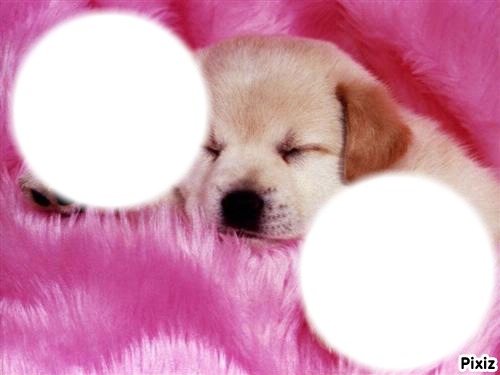 bebe chien Photomontage