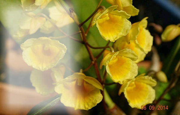 Orquidea amarela Fotómontázs