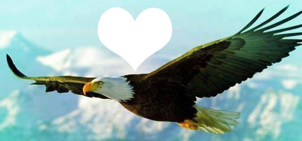 Aguila en vuelo Photo frame effect