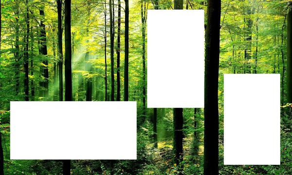 3 fotos in het bos Fotomontagem