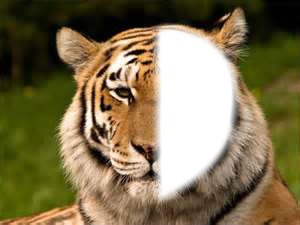 Tigre. Fotomontaggio