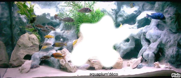 aquarium Fotomontage