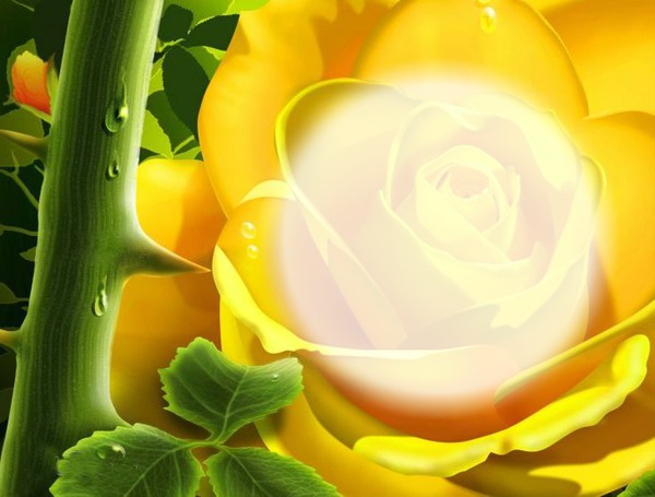 Rose jaune-épines Fotomontāža