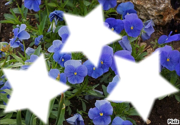*Trés fleurs bleue* Photo frame effect