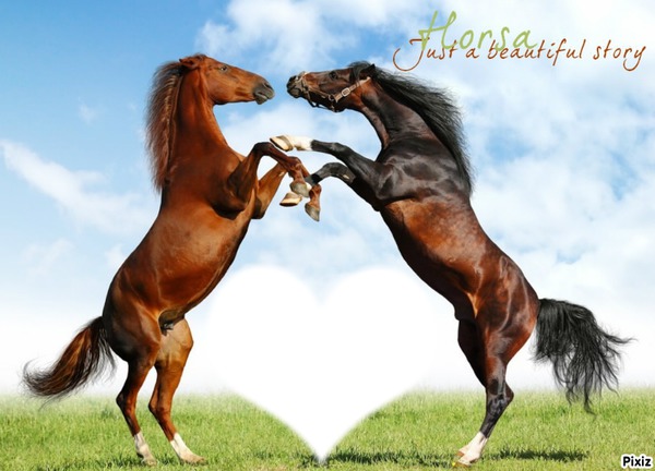 chevaux amour Photo frame effect
