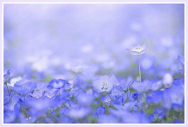 fleurs bleues Fotomontaż