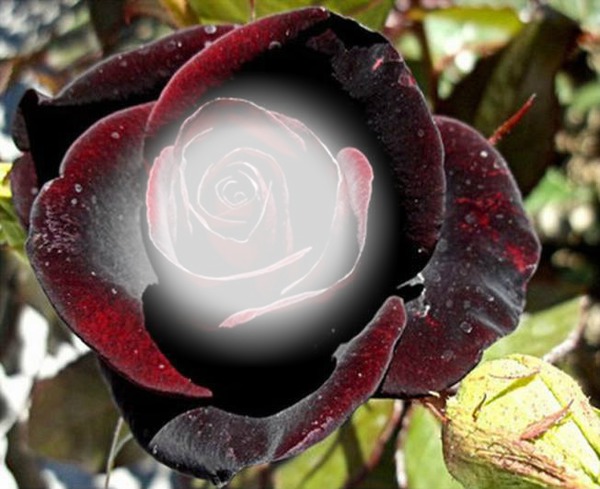 belle rose rouge Montaje fotografico