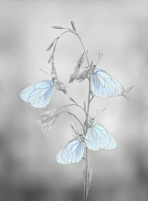papillon Fotomontage