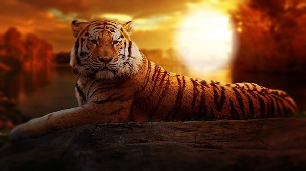 tigre Montage photo