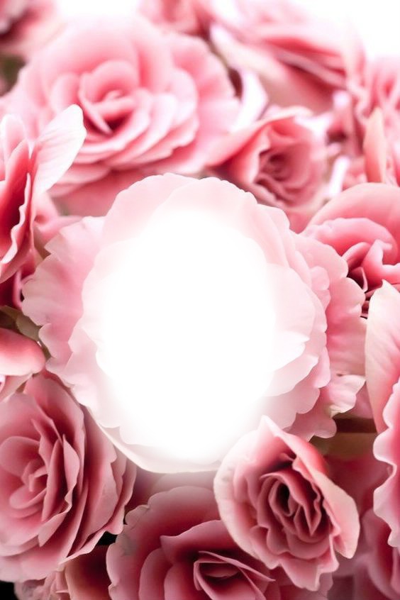 pink rose frame Photo frame effect