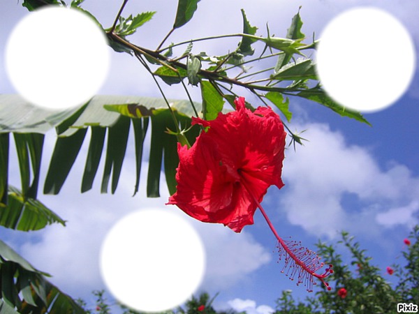 Hibiscus Photo frame effect