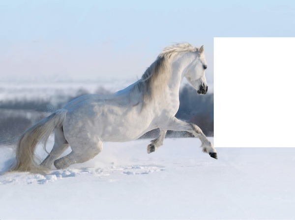 le cheval d blanc dans la neige Фотомонтаж