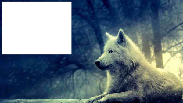 weißer wolf Fotomontāža