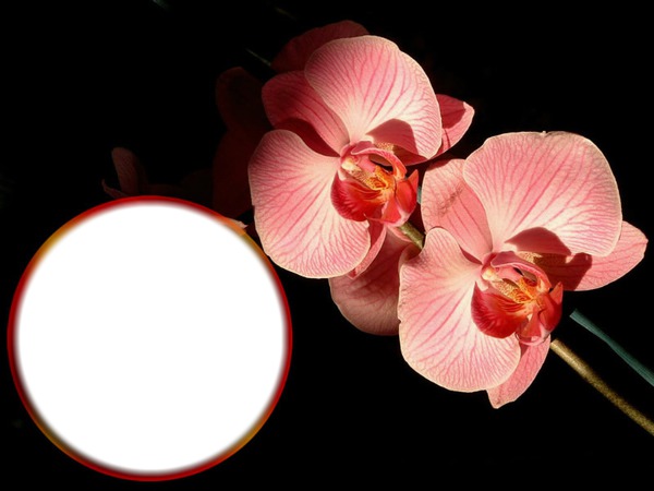 cadre orchidées Fotoğraf editörü
