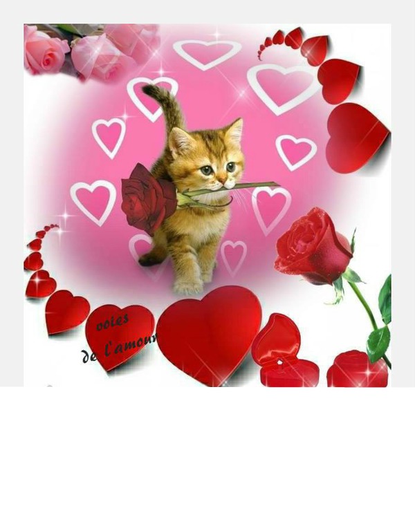 chat avec rose et coeurs 1 photo Fotomontasje