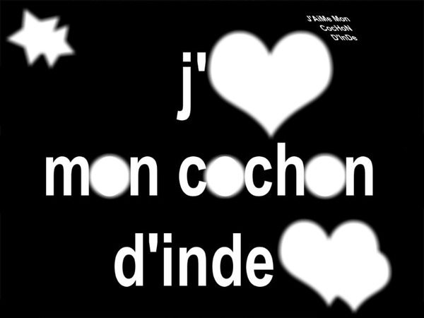 cochon d'inde Fotoğraf editörü