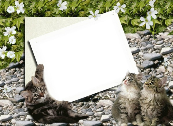 Cats, kočky Fotomontáž