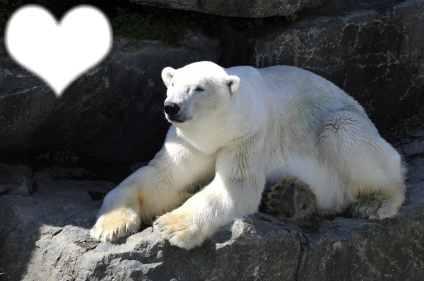 l'ours polaire Fotomontáž