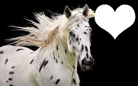 love horse Fotomontage
