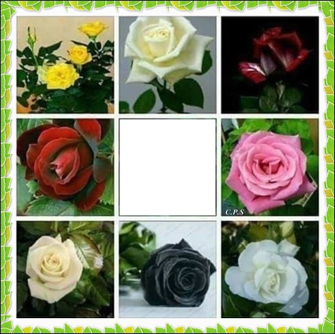 Cc bellas rosas Fotomontaža