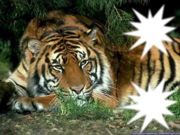 un amour de tigre Fotomontasje