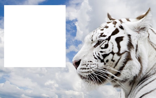 tigre blanc Fotomontáž