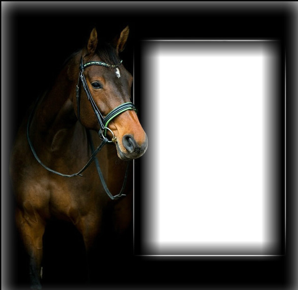 cadre cheval Photomontage