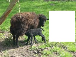 mouton noir Photomontage