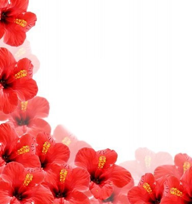Hibiscus Фотомонтажа