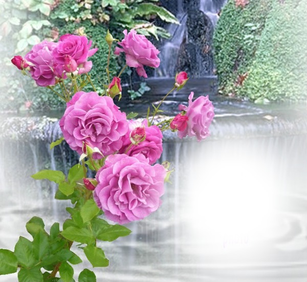 Roses d'antan Fotomontaža