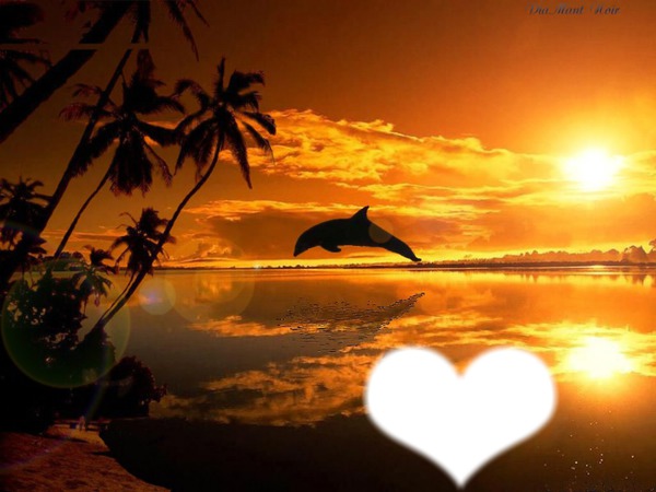 dauphin sur couché de soleil Фотомонтажа