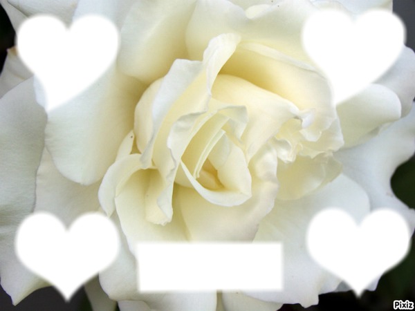 Rose + 4 coeur + 1 rectangle Fotomontasje