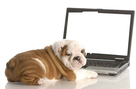 Dog on a Laptop Montage photo