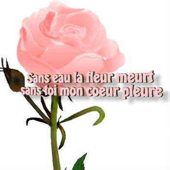 fleur amour フォトモンタージュ