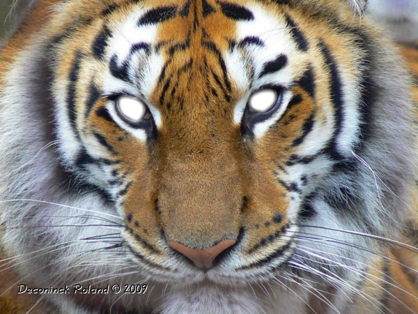 regard du tigre Photomontage