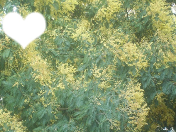 fleurs de mimosas Φωτομοντάζ