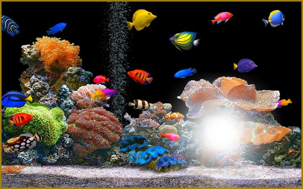 aquarium Fotomontāža