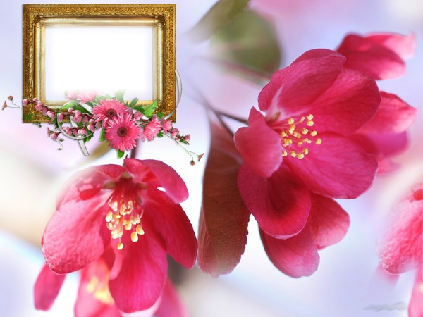 Cadre florale Fotomontaż