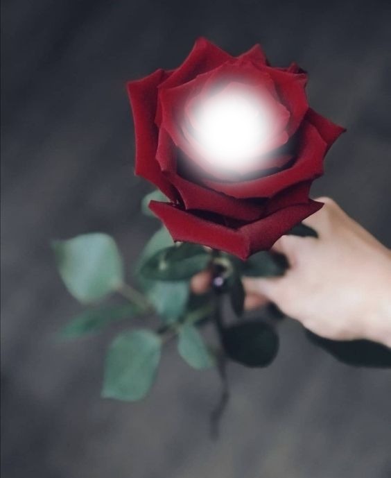 Rosa vermelha Photomontage